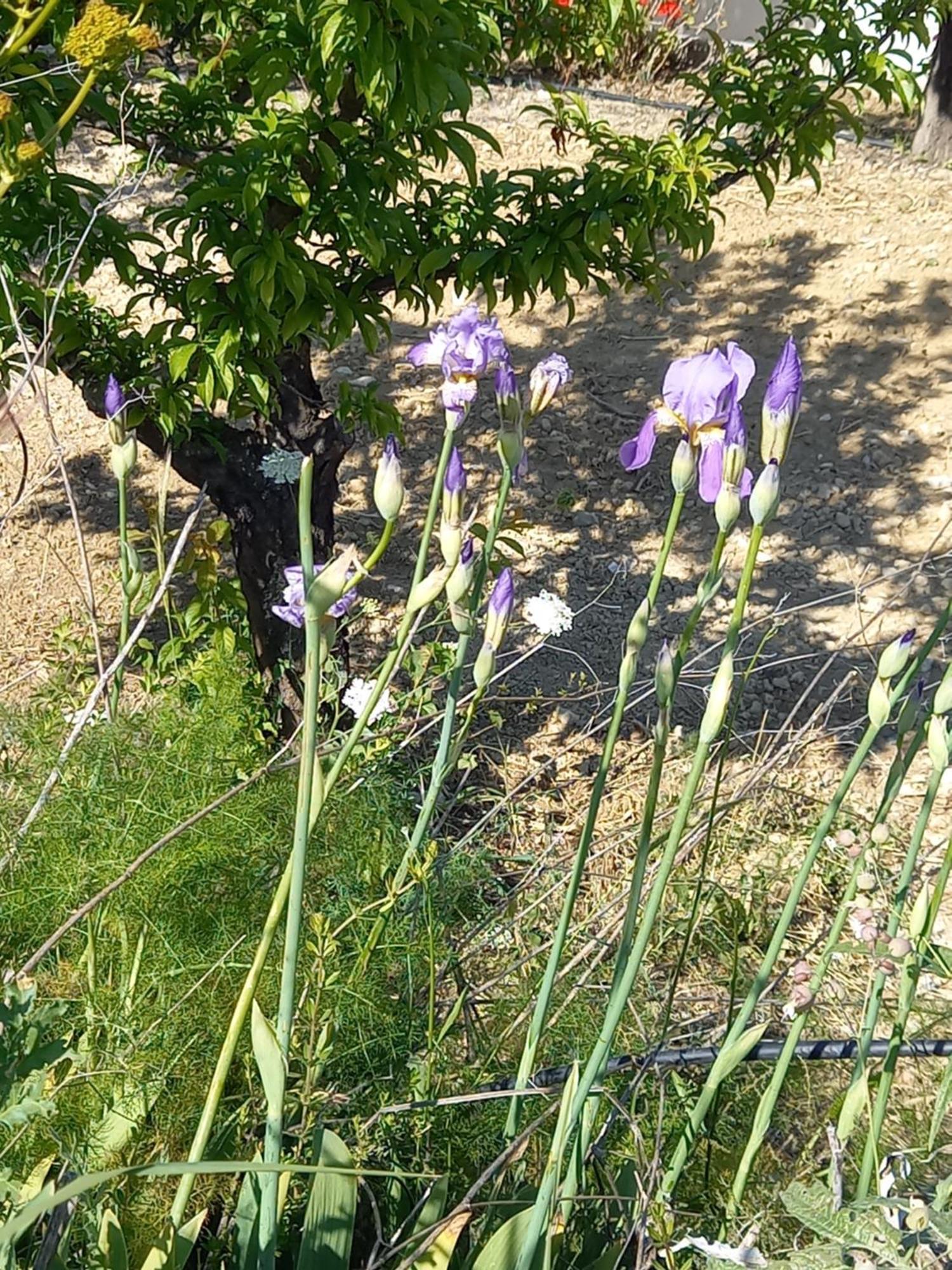 Villa Koumneni Pano Akourdalia 외부 사진
