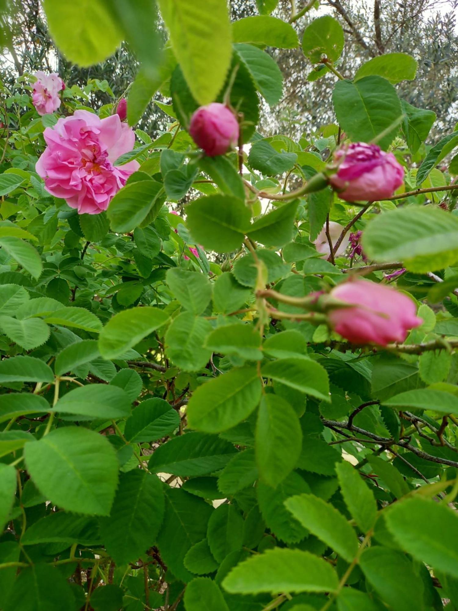 Villa Koumneni Pano Akourdalia 외부 사진