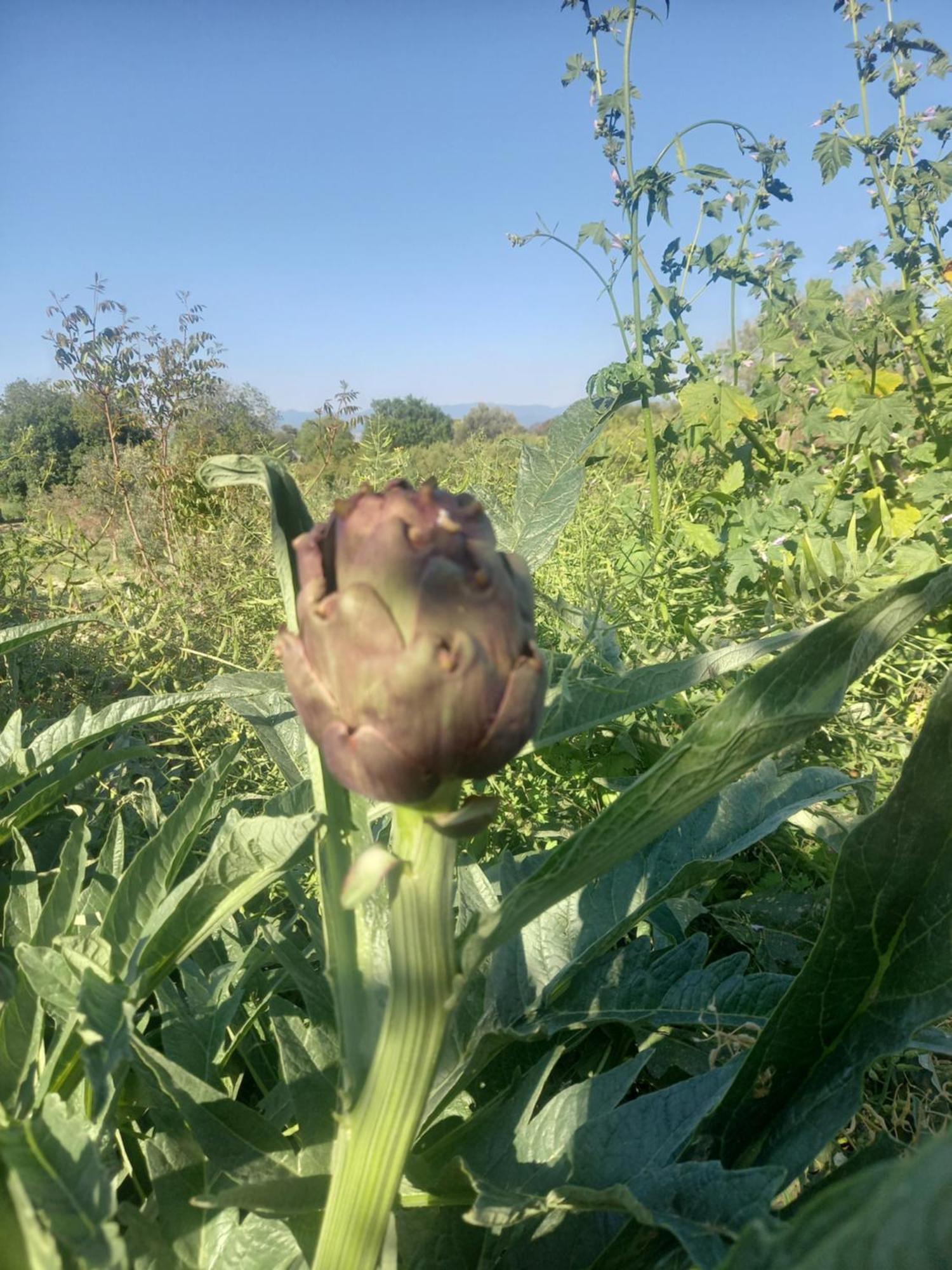Villa Koumneni Pano Akourdalia 외부 사진