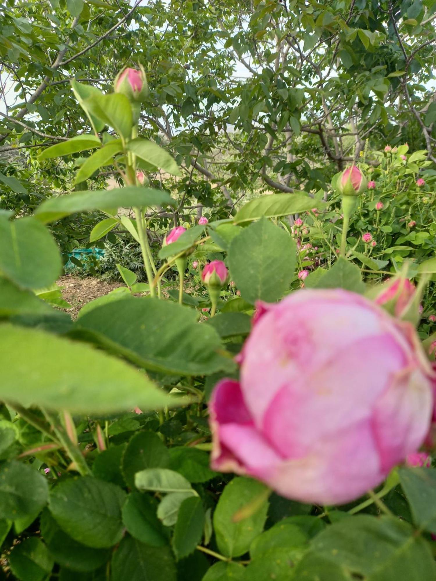 Villa Koumneni Pano Akourdalia 외부 사진